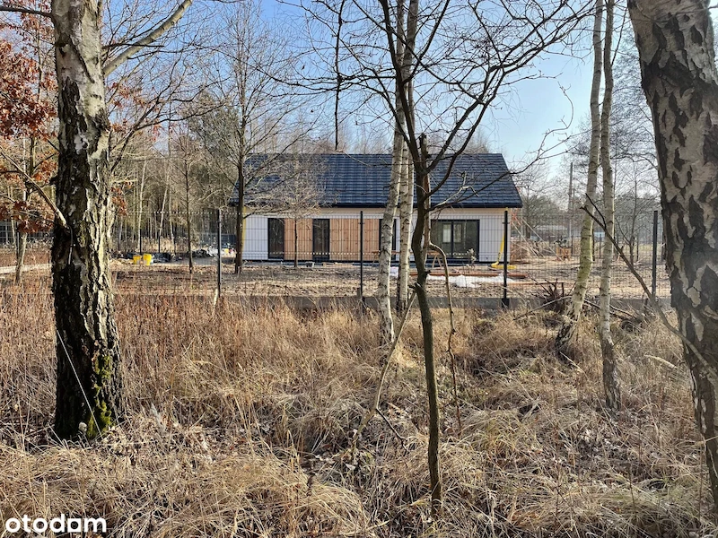 Dom w otoczeniu brzóz