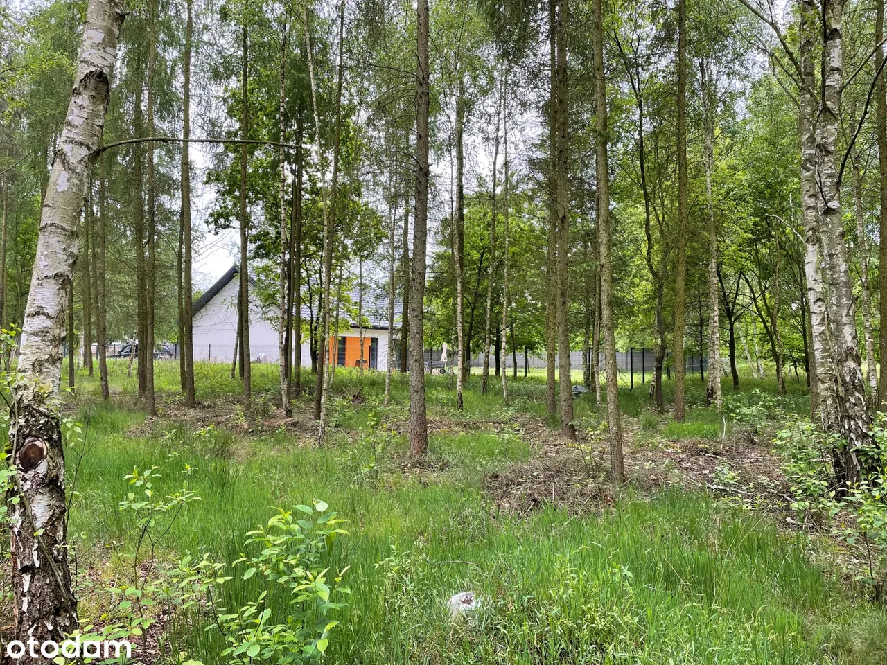 Dom w otoczeniu lasu